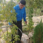 آقای حسن درگاهی نیا در حال آبیاری درختان سیمزار (قبرستان رزجرد)