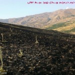 مهار آتش سوزی 12 مرداد ماه در مراتع روستای رزجرد توسط اهالی، عکس 5